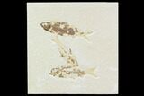 Three Knightia Fossil Fish - Wyoming #108669-1